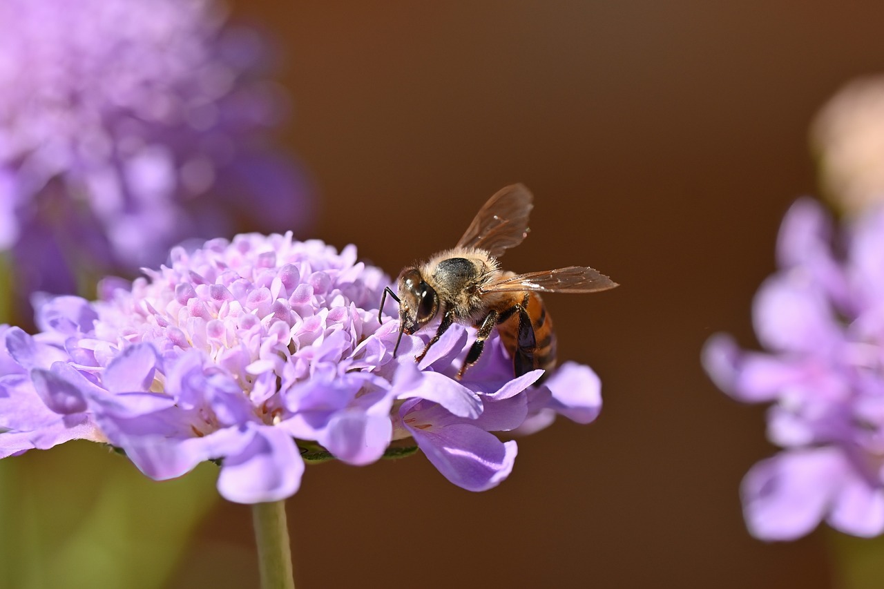 Best Plants for Attracting Pollinators to Your Garden